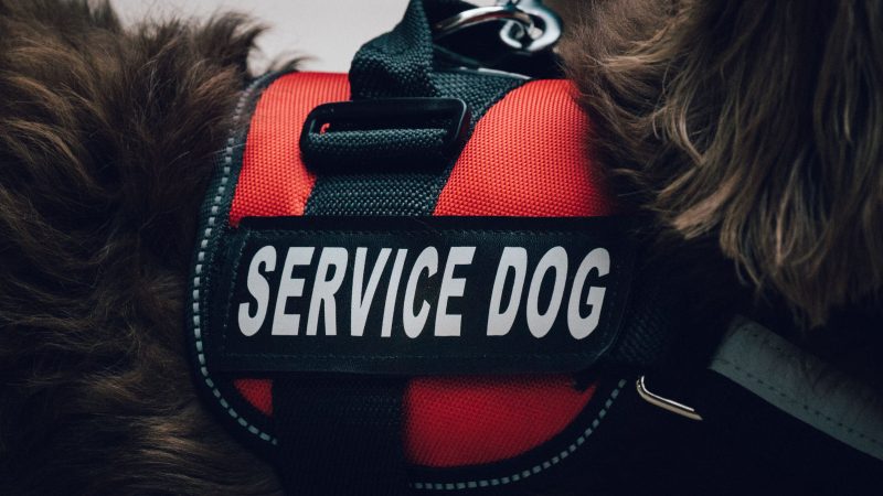 Service Animals in the Workplace | CA Benefits Agency